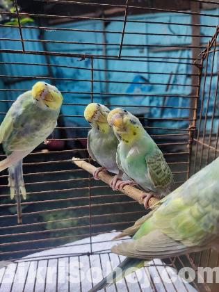 Budgerigar